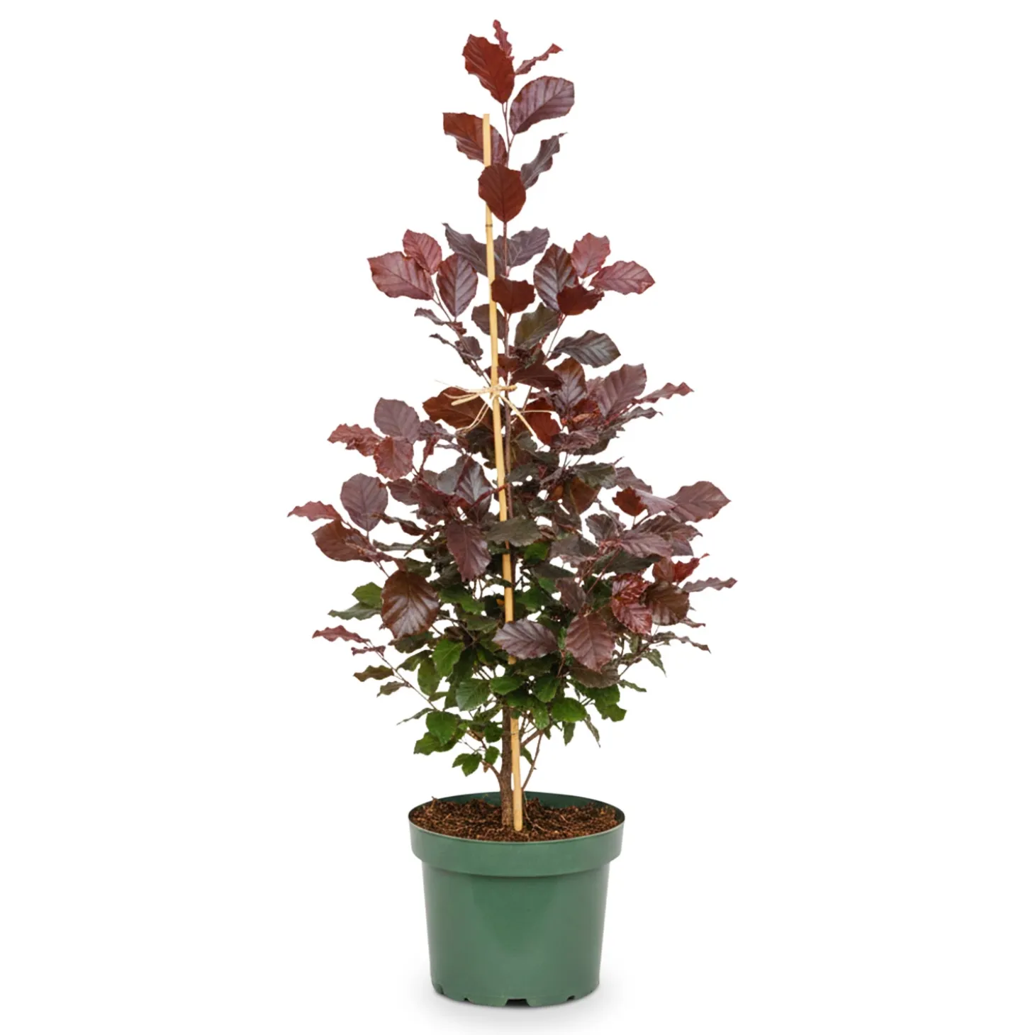 Blutbuche 80 cm