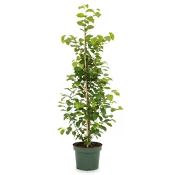 Hainbuche aus Österreich 100cm