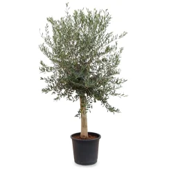 Olivenbaum
