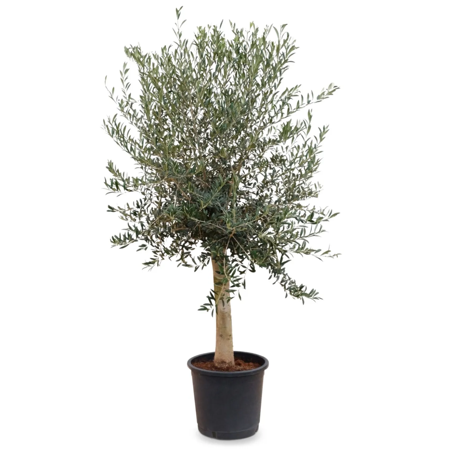 Olivenbaum