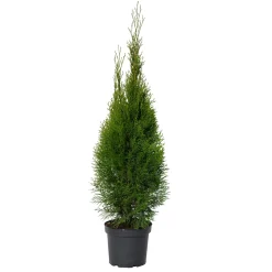 Smaragd Thujen aus Österreich 80cm