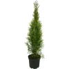 Smaragd Thujen aus Österreich 60cm