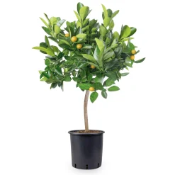 Zitronenbaum